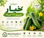 بذر خیار هیبرید 111 امریکا